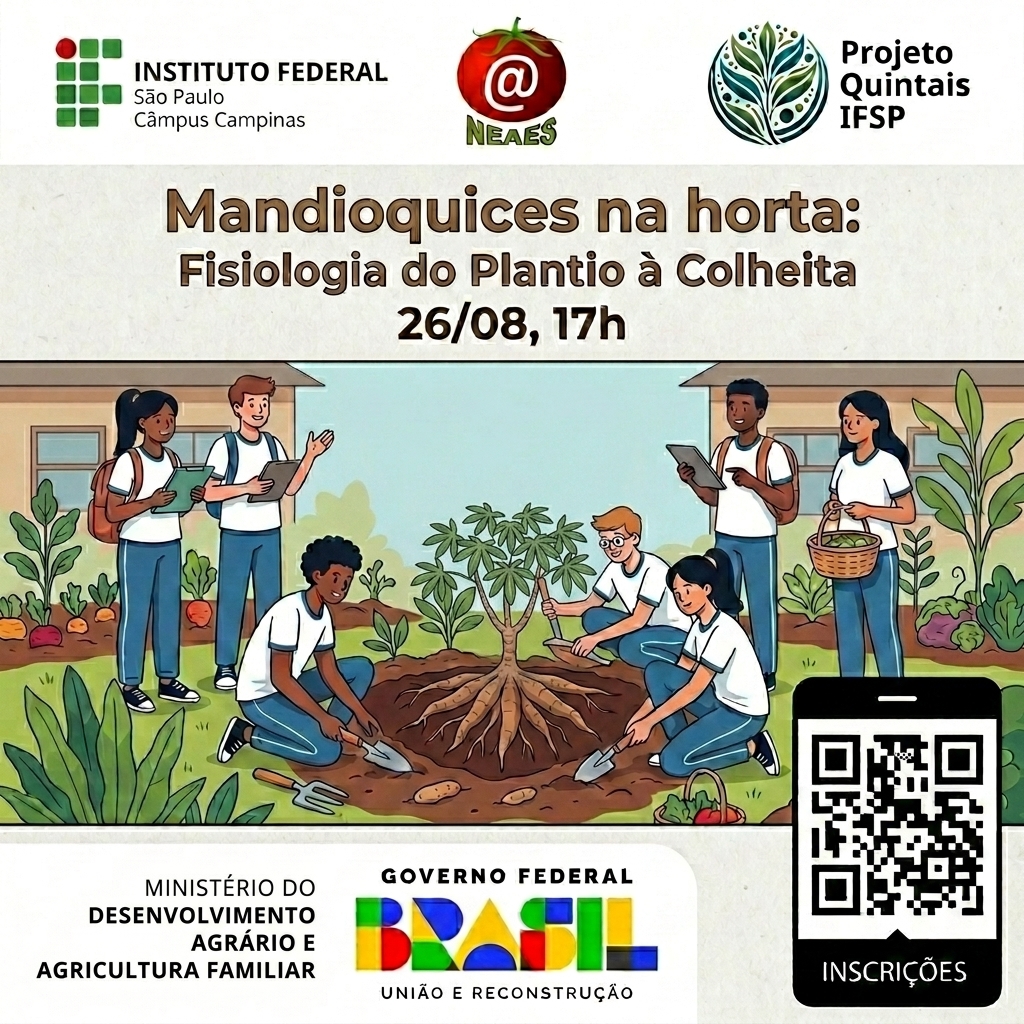 Foto de Mandioquices na horta e a fisiolofia do plantio à colheita